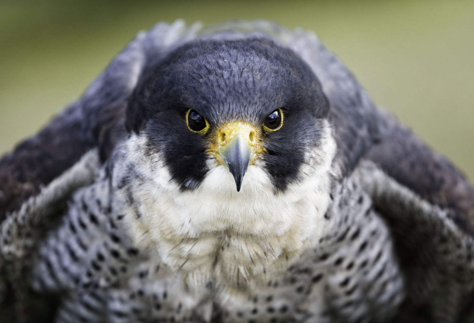 Who we are  National Bird of Prey Centre
